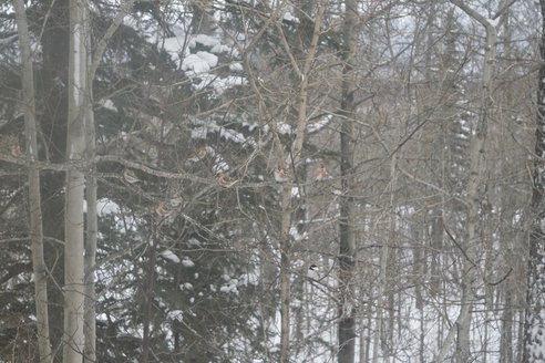 Chickadees, Red Poles, and Nuthatch birds in trees